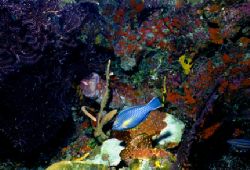 Juvenile Parrotfish, Providenciales, Turks and Caicos. Ni... by Matthew Shanley 